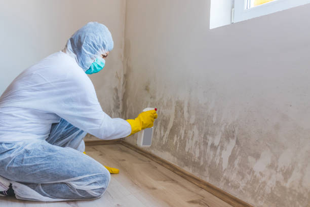 Licensed Commercial Mold Remediation service in Chester, NJ - WQB Mold Removal